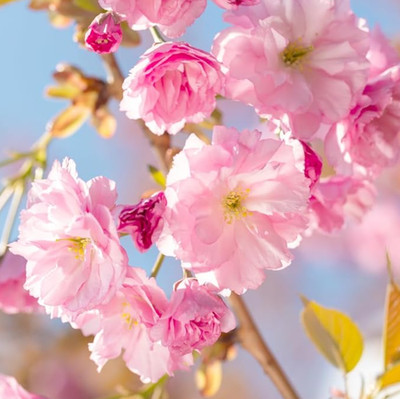 Kwanzan Japanese Cherry Tree, Live Plant, 2.5'' Pot, 6 12'' Tall, No Ship AK,HI,PR