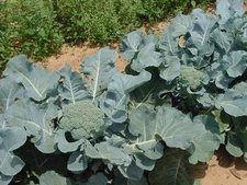 GIANT RUSSIAN BROCCOLI * HUGE YIELDS * 100 SEEDS