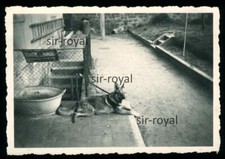 Deutscher Schäferhund neben Zinkwanne und Dieselmotoren Schild DDR - Foto 9x6cm