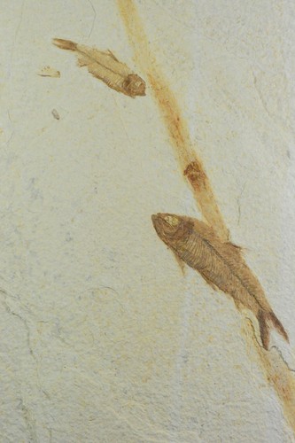 AAA Knightia eocaena, Fossil Fish, Palm Flower, Green River Formation, Wyoming