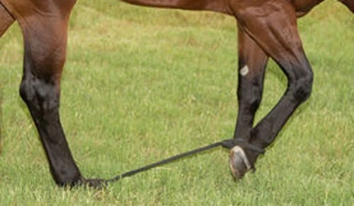 Side Line Rope Hobbles - Small Medium or Large Sizing Sideline For Horses - Picture 1 of 5