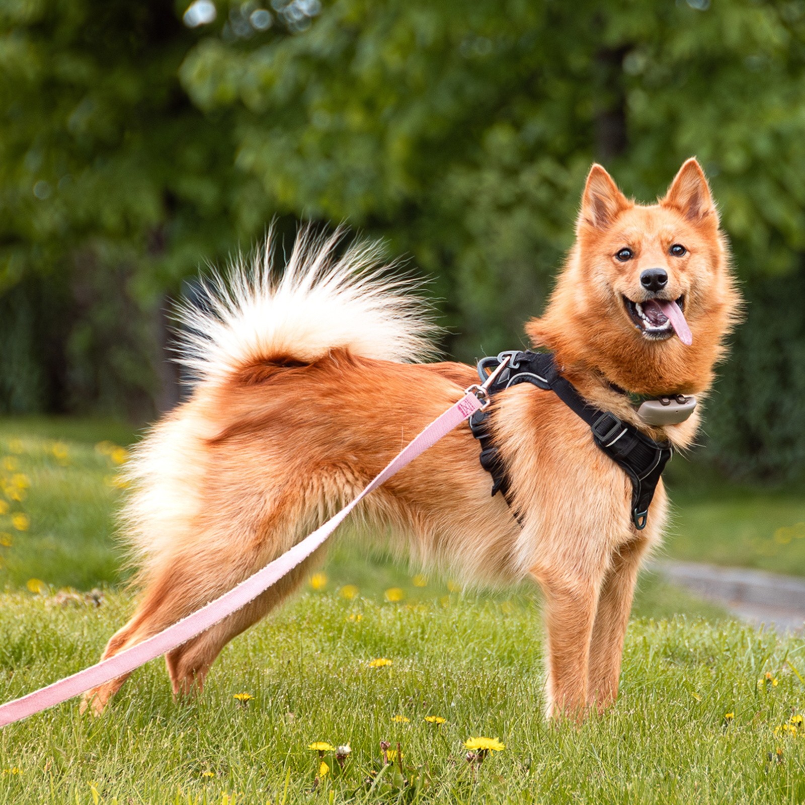 8pcs Plastic Tri-glide Slide Buckle 25mm 1 Inch Belt Adjuster Sliders Black