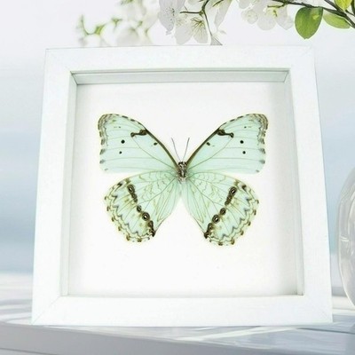 Real Mint Morpho catenarius Verso Butterfly Framed Vibrant White Display