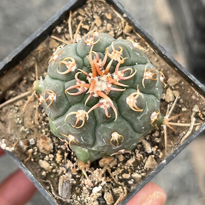 A27-1674. Gymnocalycium vatteri v. unguispinum (Grafted)