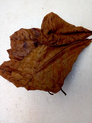10 Dry Catappa  Leaves Shrimp Betta Fish aquarium Care FREE SHIPPINg
