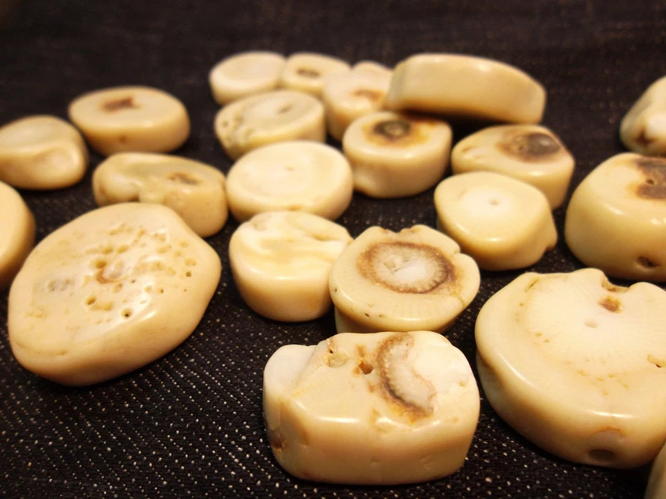 Bastelzubehör Natur Koralle Perlen Weiß Edelstein Naturstein Münze Schmuck G619 - Bild 2 von 4