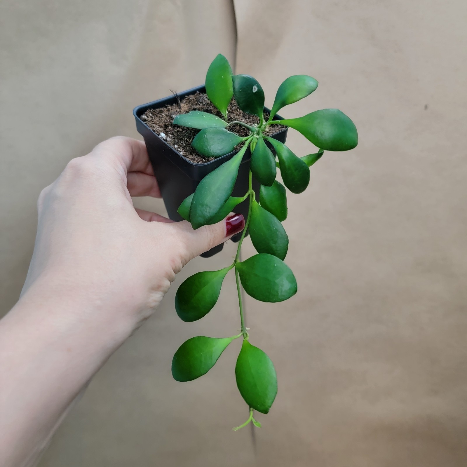 Hoya heuschkeliana – Rare Wax Plant | Fragrant Flowering Hoya | 3" Live Plant