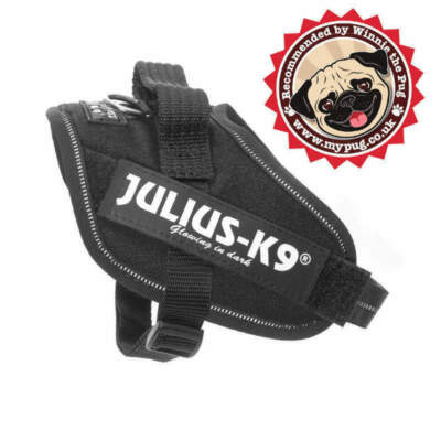julius k9 pug