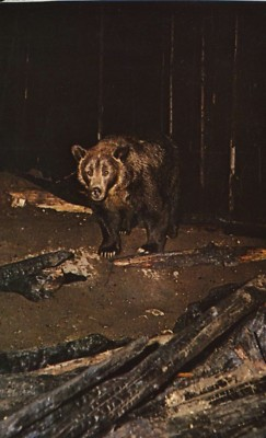 #ad The Grizzly Bear Animals Bears Norman Weis Unused Vintage Postcard E12 $5.99