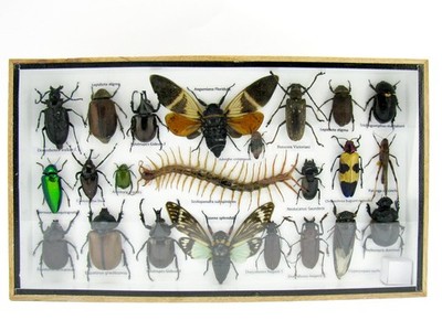 Unique piece - Real 3D prepared insects, showcase mural, museum quality a-l-12