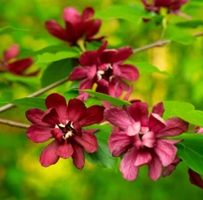 2 Sweet Shrub Seedling Bare Roots for Planting,1-2 ft Tall, Dormant in Winter