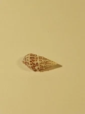 Hand Picked Sea Shell - Cerithium Carbonarium