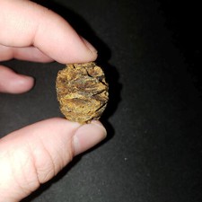 Meta Sequoia Pine Cone Fossil - Hell Creek Formation Cretaceous Gorgeous Beauty