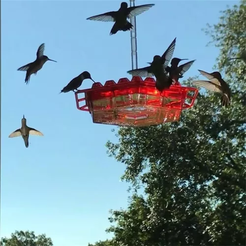 Hummingbird Feeders for Outdoors Easy Clean Mounting Plastic Hanging Feeders - Picture 12 of 13