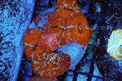 Orange Discosoma Mushroom Colony WYSIWYG - SAQ Coral Farm