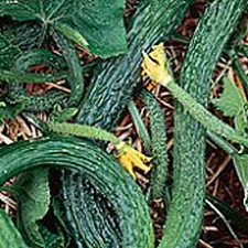 Suyo Long Cucumbers Seeds (25+ Seeds)(More Heirloom, Organic, Non GMO, Vegetable
