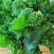 Broccoli Early Fall Raab Rapini 300 - 4000 Seeds Microgreens Sprouting Garden