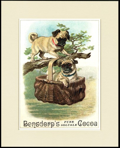 PUG CUTE LITTLE DOGS ON COCOA ADVERT LOVELY DOG PRINT MOUNTED READY TO FRAME