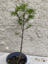 Bonsai-pre bonsai mélèze du Japon 8