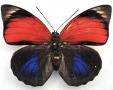 Agrias claudina croesus - AgriasButterflies.com