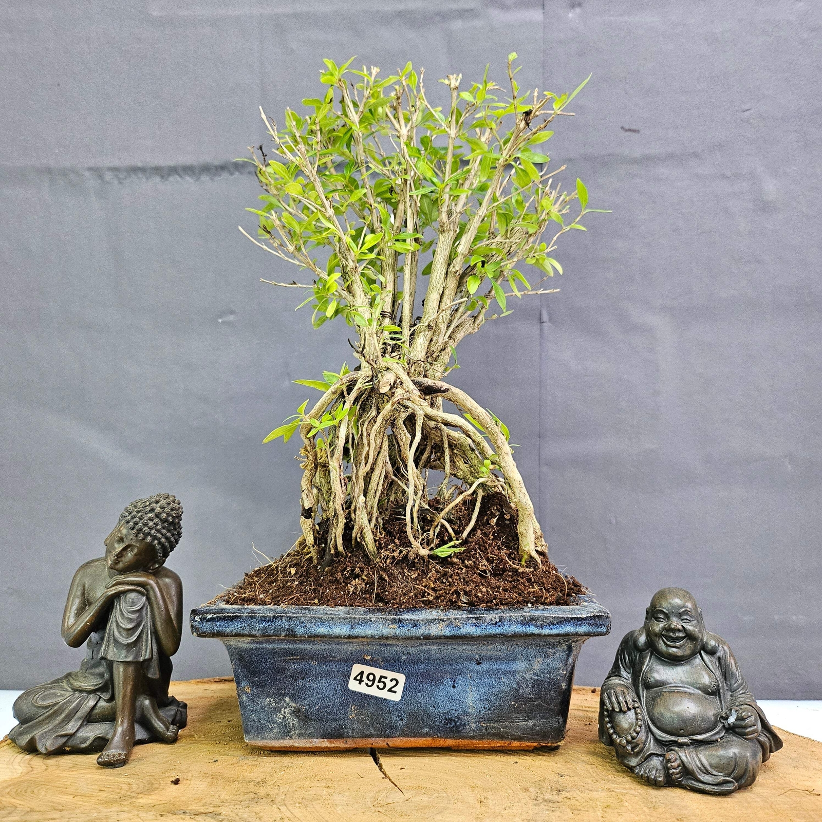Picture 9 of 10