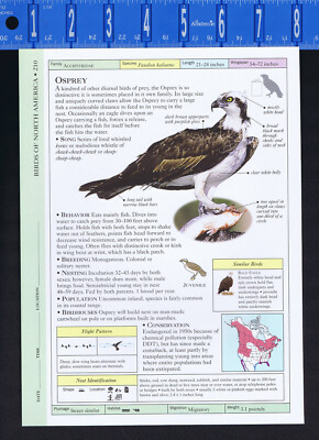 The FALCONIFORMES OSPREY -- Scientific Bird Reference Print