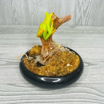 hanging monstera plant Monstera Andonsonii Live Trailing Plant In 6 Hanging Pot