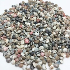 Pink Tiny Pearl Umbonium Button Sea Shells, 8 OZ Apprx.1200+ PC Shells, 3/8Inch