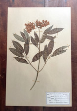 Antique Herbarium Pressed Botanical Specimen 1940s Blue Elderberry 17" x 11"