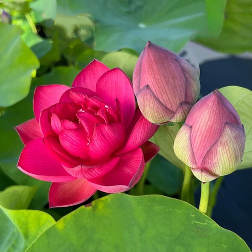 SCARLET LADY Flaming Hot Red Bowl Lotus Rhizome Tuber Live Patio Water Plant - Picture 2 of 6
