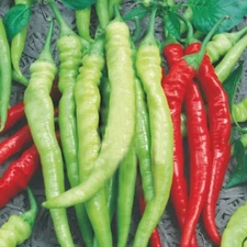 Pepper seёds, 35 Pepper Cigarette Di Bergamo Italian selection #469+TRACK №