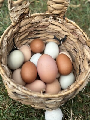 Rainbow Hatching Eggs BYM