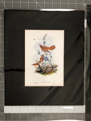 Birds after J. Gould -Rufous Sedge-Warbler Black Mat