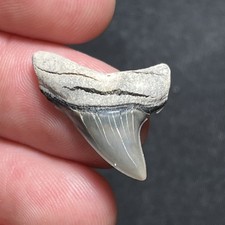 1.04” Rare Shark Tooth Fossil Alopias Grandis Giant Thresher Charleston, SC