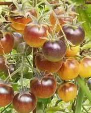 40 seeds  Cherry Tomato Blue Cream Berries +gift