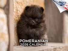 Pomeranian Dog Breed Calendar 2026 12x18 Made in USA