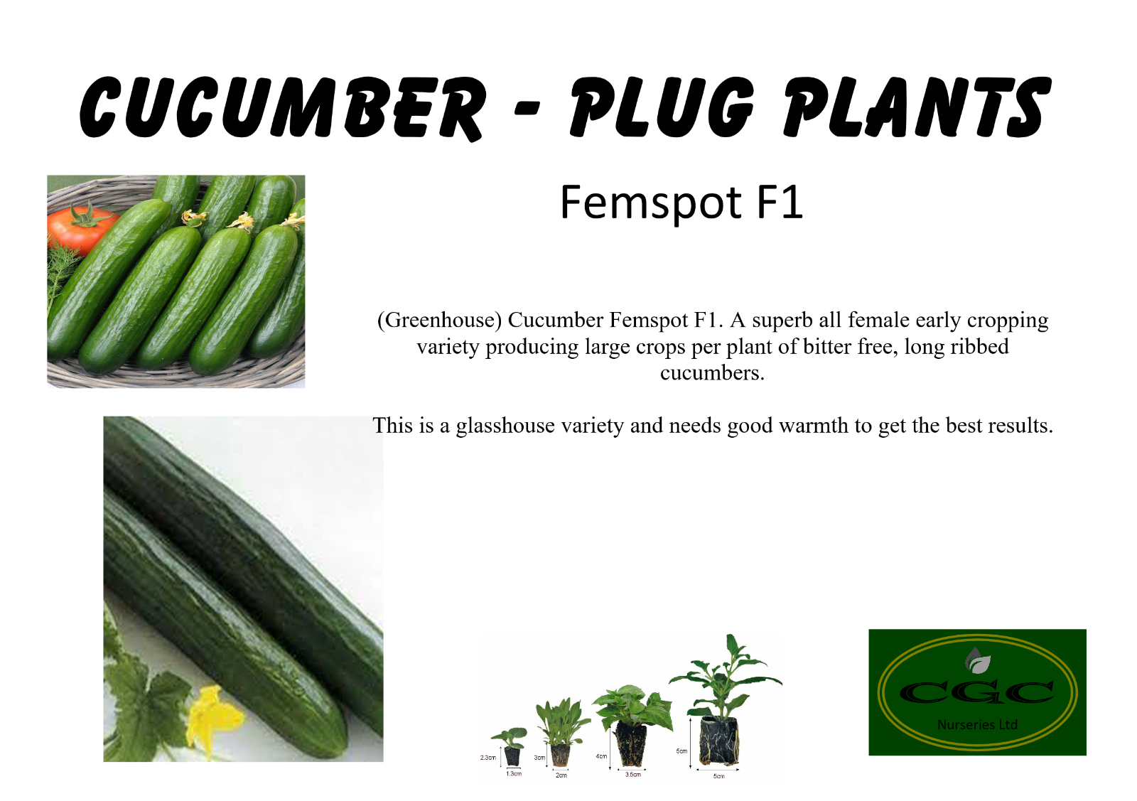 Cucumber Plug Plants FEMSPOT F1, GHERKIN, CRYSTAL APPLE, TELEGRAPH
