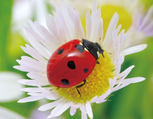 3D Magnet Marienkäfer für Kühlschrank Tafel Whiteboard Haftmagnet