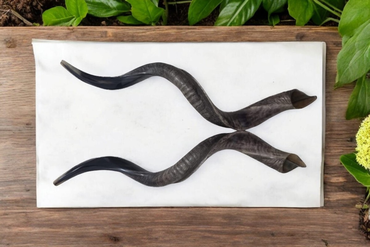Kosher Yemenite Kudu Shofar Pair 40