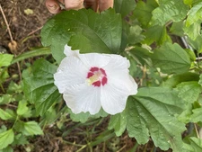 3 Rose Of Sharon Hibiscus Organic Live Plants w/ Roots Transplant Starter Bush