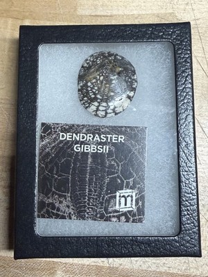 Mini Museum Dendraster Gibbsii Sand Dollar Fossil w/ Card COA