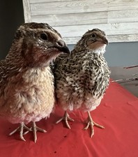24 ( 2 dozen ) JUMBO Coturnix Quail Fertile Hatching Eggs