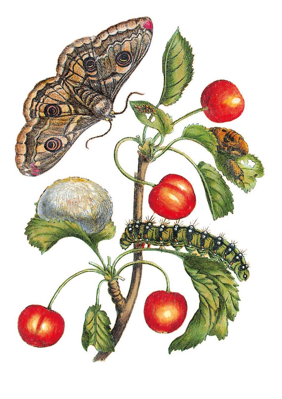 Thumbnail - Blüten, Raupen, Schmetterlinge Maria Sibylla Merian 9783968490038