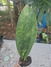 Sansevieria Masoniana Whale Fin Snake Live Plant 13