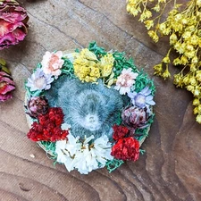 w216 Mole Head Mount frig Magnet Taxidermy real  Display curiosities oddities