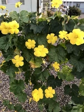 LUFFA Sponge seeds 15+ Seeds, Organically Grown, Non GMO, edible best at 6”