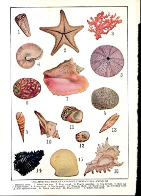 Illustration Common Sea Shells and Skeletons of Sea Animals 1929