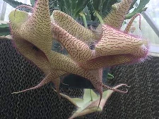 Stapelia Gigantea 4 Inch Potted Plant GIANT FLOWERS !!! Well Rooted And Healthy!