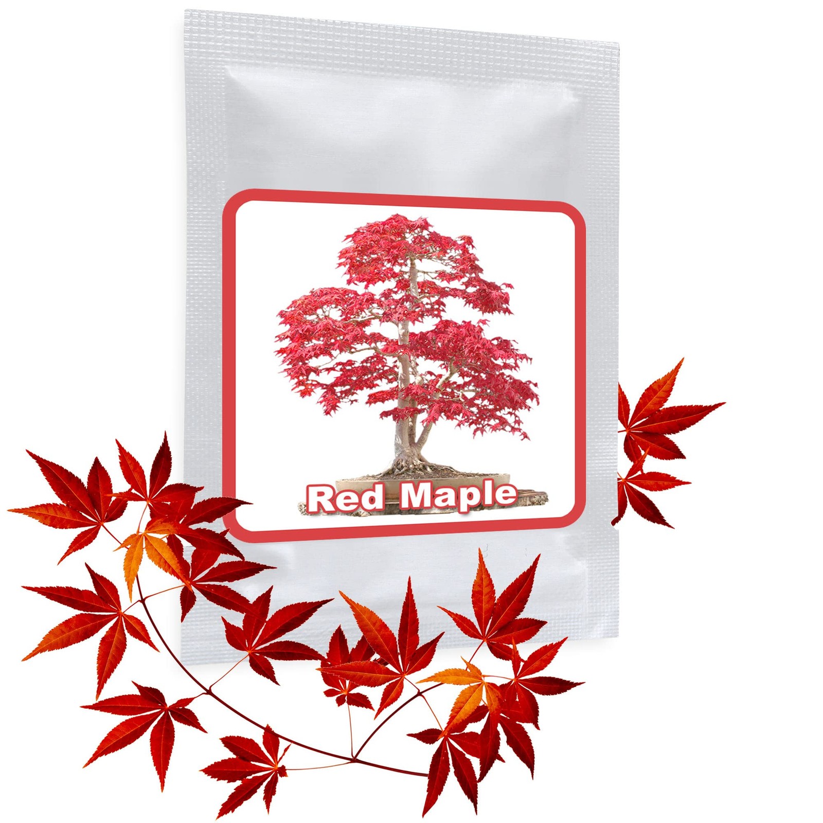 20 Semi Acero rosso giapponese - semi di foglie d'acero - (Acer palmatum (N2Q)