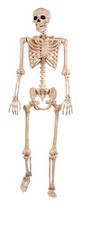 5 FT Life Size Skeleton with Realistic Movable Joints for Halloween Decor